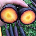 Purple Skin Yellow Flesh Carrot Seeds, 3g