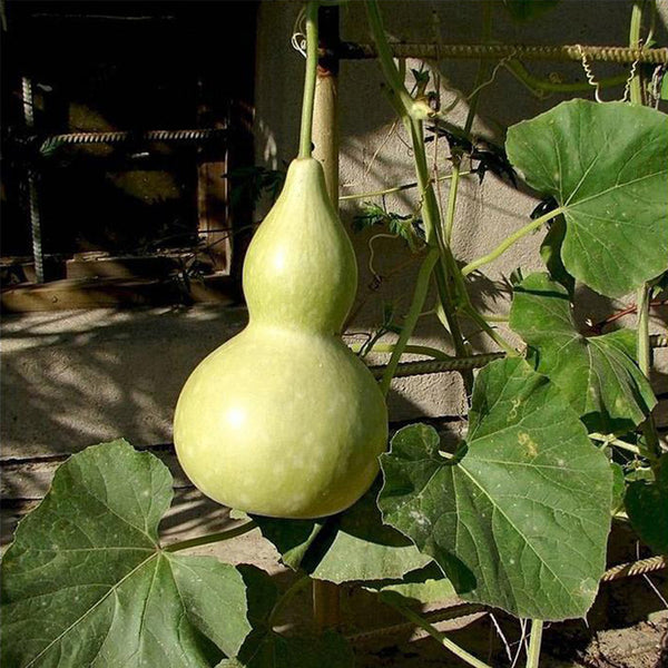 Hezhichun 'Slender Waist' Bottle Gourd, 10 Seeds