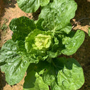 Hongbao Heading Cabbage Seeds, 2000 Seeds