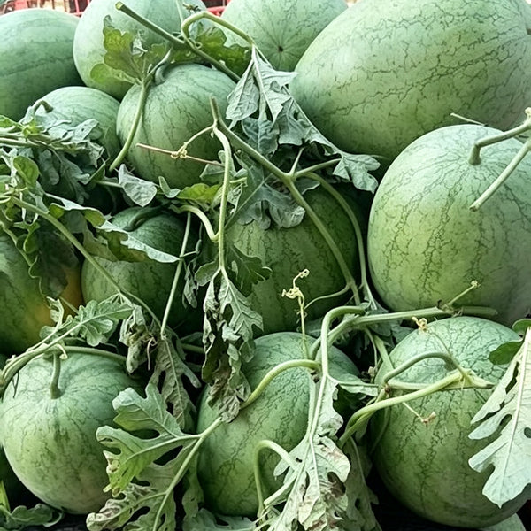 Green Phoenix F1 Giant Watermelon, 20 Seeds