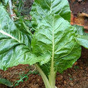 White-stemmed Leaf Beet Seeds, 5g