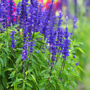 Blue Sage, 200 Seeds