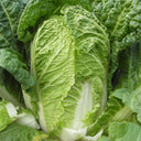 'Shuyue 601' Chinese Cabbage Seeds, 10g