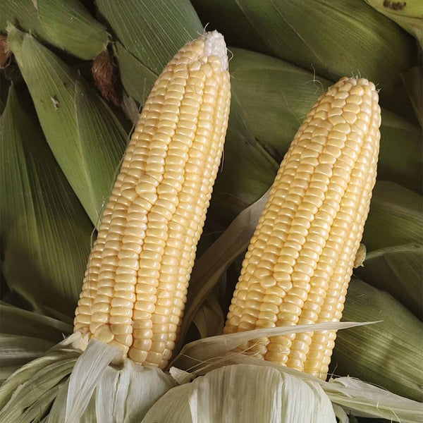 Zhongnong Tian No.488 Super Sweet Fruit Corn, 50 Seeds