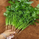 Farmer's Small-Leaf Cilantro Seeds, 50g