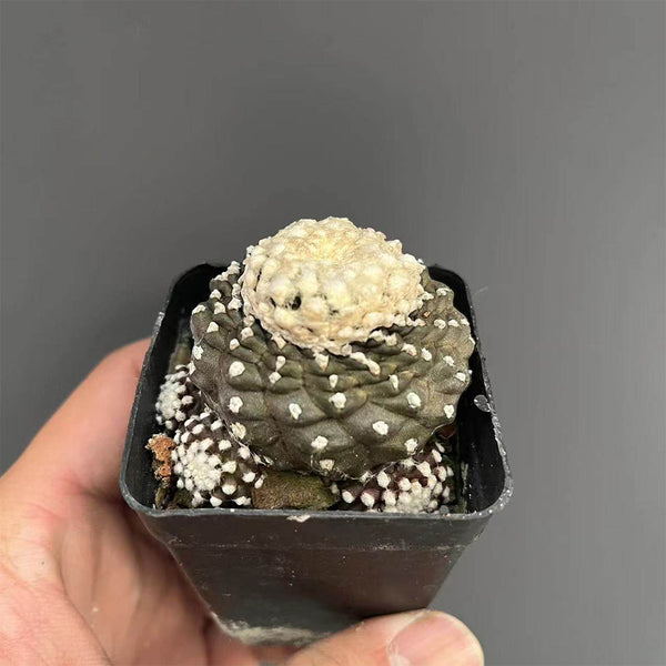 Copiapoa tenuissima f. monstruosa, 3-4cm