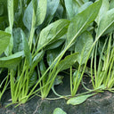 Four Seasons Spinach Seeds, 10g