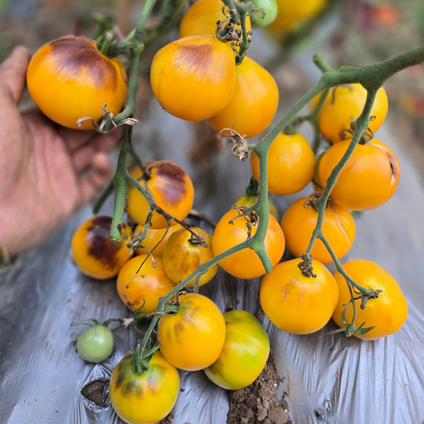 Pineapple Blue Pear Tomato, 5 Seeds