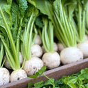Dongsheng Baby Turnip Seeds, 10g