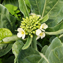 'Jiemei Jinmei Zhonghua' Chinese Kale Seeds, 20g