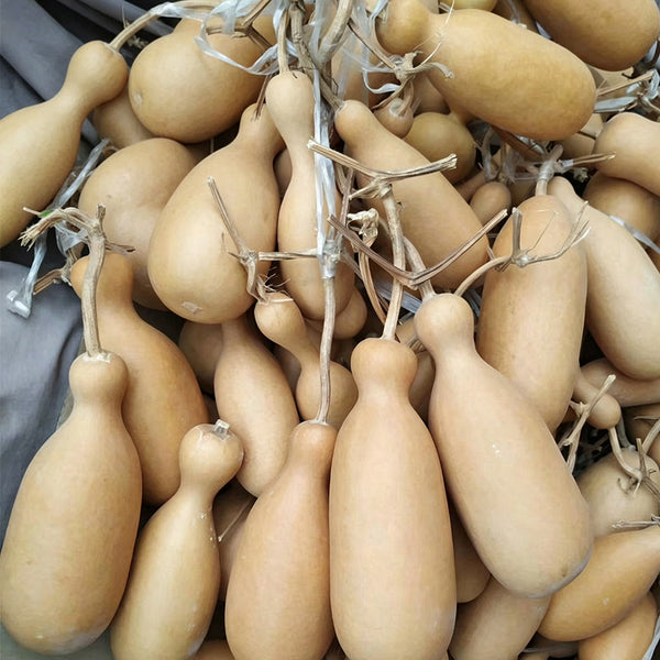 Flower Bottle Gourd, 10 Seeds