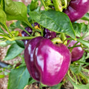 Violgo Sweet Pepper Seeds, 3 Seeds