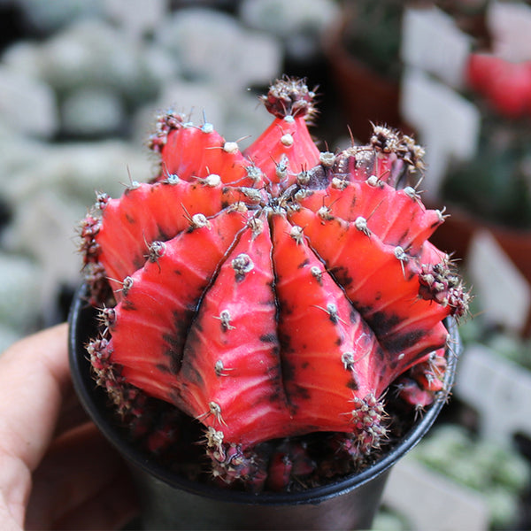 'Oil-Painted Peony' Red Live Cactus, 6-8cm