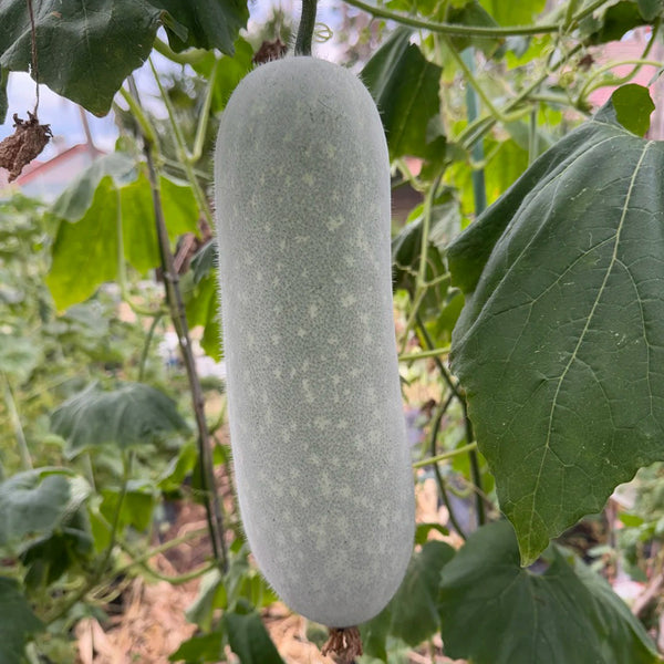 Baocui F1 Hybrid Hairy Gourd, 50 Seeds