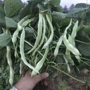 Didouwang No.1 Kidney Bean Seeds, 10g Per Bag