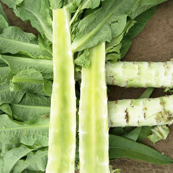 'Keguang No.1' Stem Lettuce Seeds, 10g