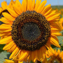 'Little Black Bear' Ornamental Sunflower Seeds, 1g