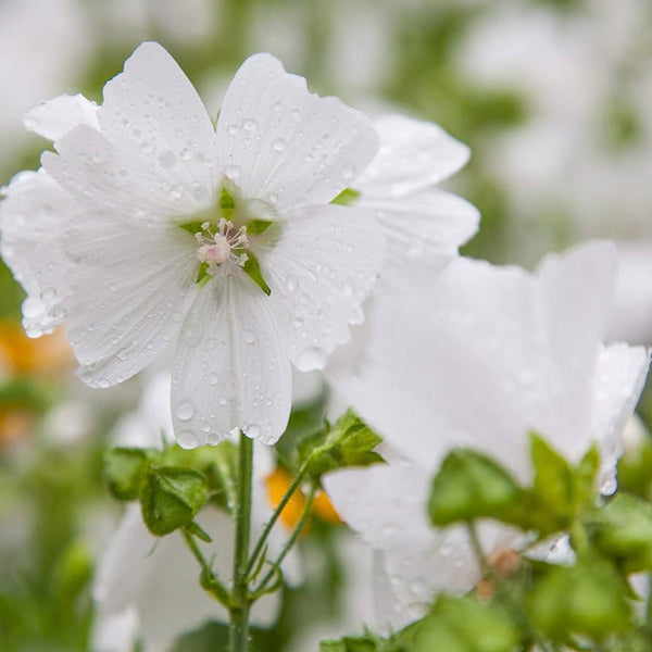 White Flowered Mallow, 200 Seeds