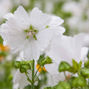 White Flowered Mallow, 200 Seeds