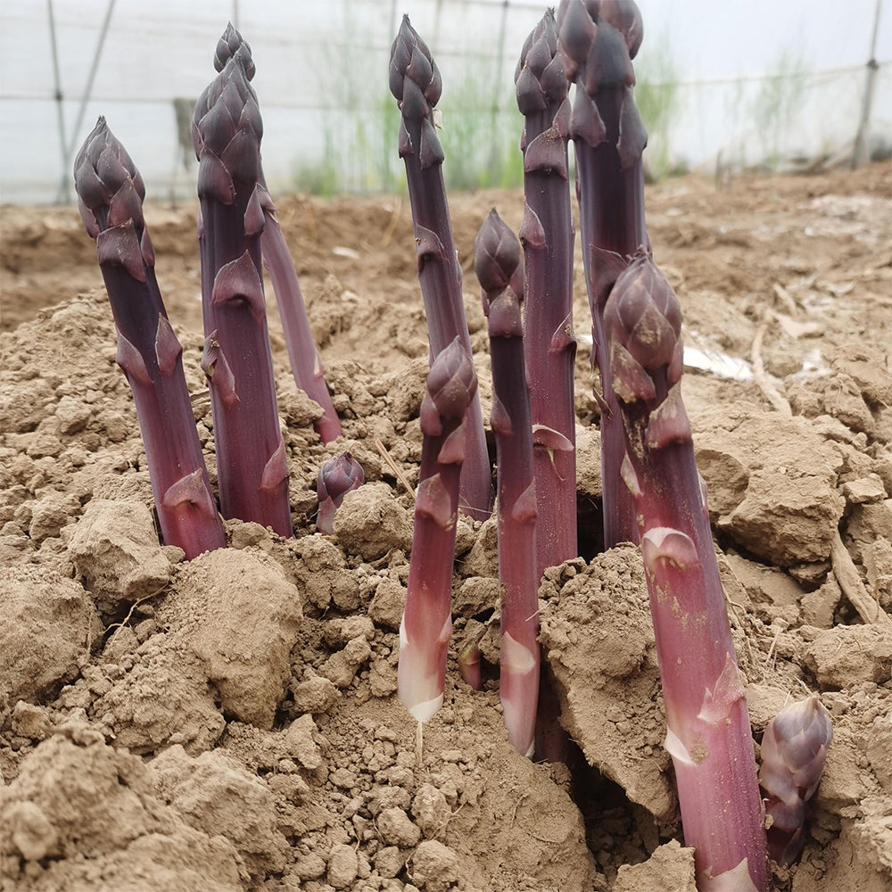 Purple Passion Asparagus Seeds