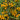 609 Summer Sun F10 Cherry Tomato, 5 Seeds