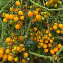 609 Summer Sun F10 Cherry Tomato, 5 Seeds
