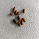 Buddha Belly Plant, 5 Seeds