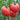 164 Sgt. Pepper's Rose Tomato, 5 Seeds
