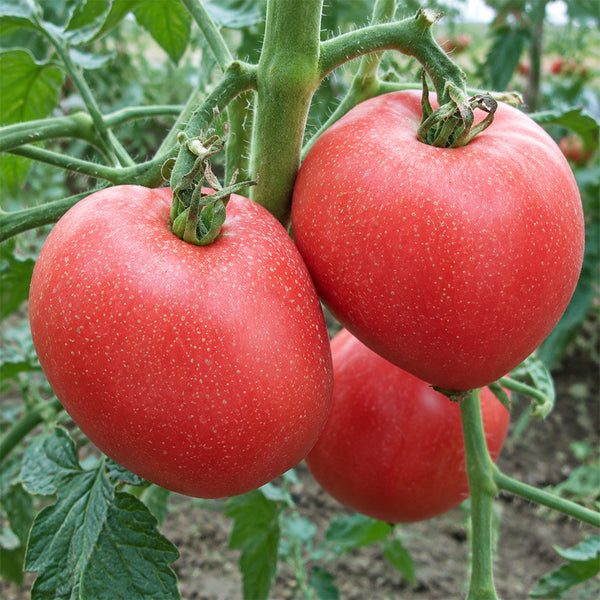 164 Sgt. Pepper's Rose Tomato, 5 Seeds