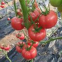 Gemjet No.5 F1 Tomato Seeds, 100 Seeds
