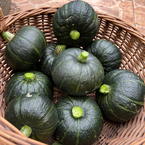 Green Baby Pumpkin Seeds, 50 Seeds