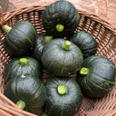 Green Baby Pumpkin Seeds, 50 Seeds