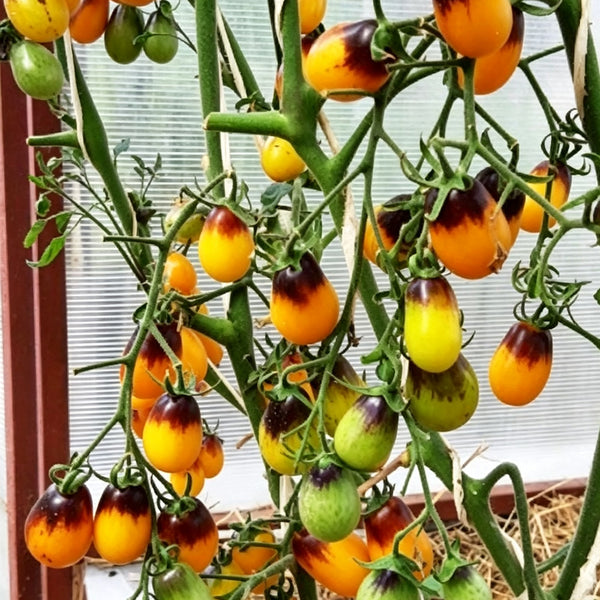 596 Slivovaya Kaplya F1 Tomato, 5 Seeds