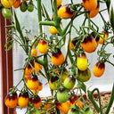 596 Slivovaya Kaplya F1 Tomato, 5 Seeds