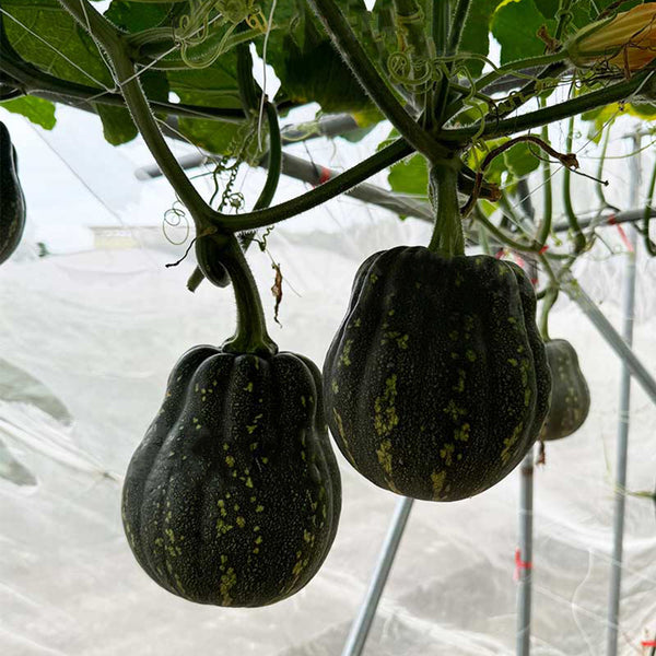 Prolific Fragrant Pumpkin Seeds, 10 Seeds
