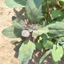 Black Quinoa Planting Seeds, 30 Grams ≈ 12000 Seeds