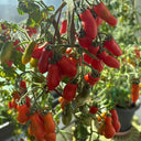 829 Micro Laura Tomato, 5 Seeds