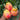 1028 Big Marshmallow Tomato, 5 Seeds