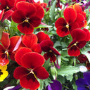 Hezhichun Pansy 'Vermilion Mole', 30 Seeds