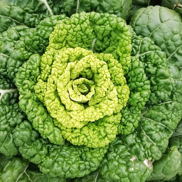 Yellow-Heart Flat Cabbage Seeds, 10g