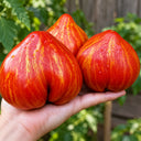 395 Dwarf Stony Brook Heart Tomato, 5 Seeds