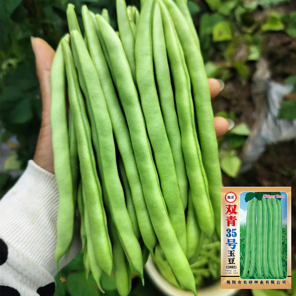 'Shuangqing No.35' Snap Bean Seeds, 25g