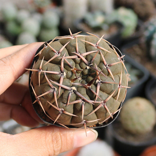 Gymnocalycium stellatum var. paucispinum, 3-4cm