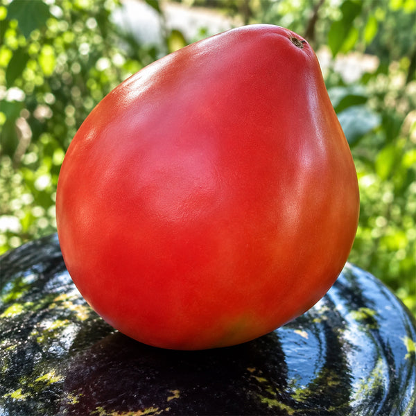 394 Fokusnik Tomato, 5 Seeds