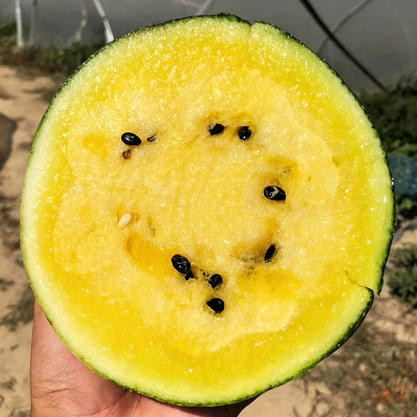 Linglong Yellow Watermelon, 20 Seeds