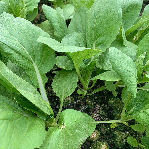 Tianfei Beautiful Pakchoi Seeds, 10g