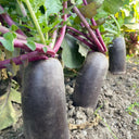 Rock Sugar Heart Purple Skin Fruit Radish, 60 Seeds