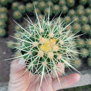 Echinocactus grusonii