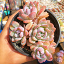 Echeveria cv. 'Snow of Dreams', 3pcs x 1-head
