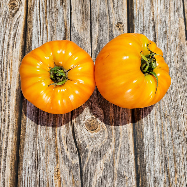 43 Jason 8 Yellow Tomato, 5 Seeds